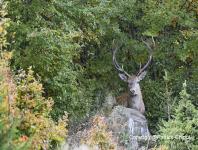 images/CERF-ET-CHEVREUIL/cerf-2-octobre 2015 copie.jpg